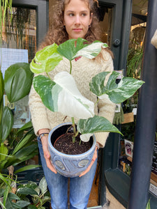 Monstera deliciosa Variegata - Variegated Cheese Plant