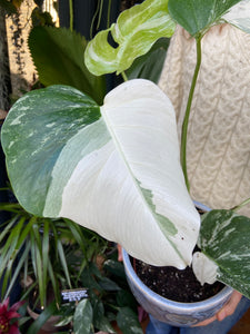 Monstera deliciosa Variegata - Variegated Cheese Plant