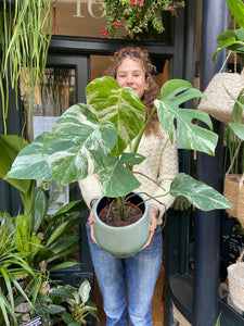 Monstera deliciosa Variegata - Variegated Cheese Plant