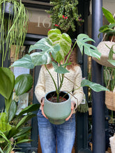 Load image into Gallery viewer, Monstera deliciosa Variegata - Variegated Cheese Plant
