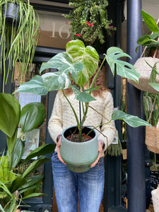 Monstera deliciosa Variegata - Variegated Cheese Plant