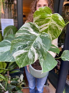 Monstera deliciosa Variegata - Variegated Cheese Plant