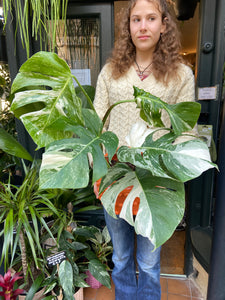 Monstera deliciosa Variegata - Variegated Cheese Plant