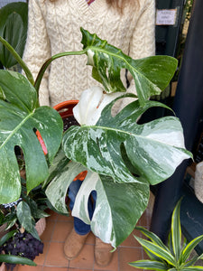 Monstera deliciosa Variegata - Variegated Cheese Plant