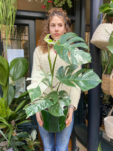 Monstera deliciosa Variegata - Variegated Cheese Plant