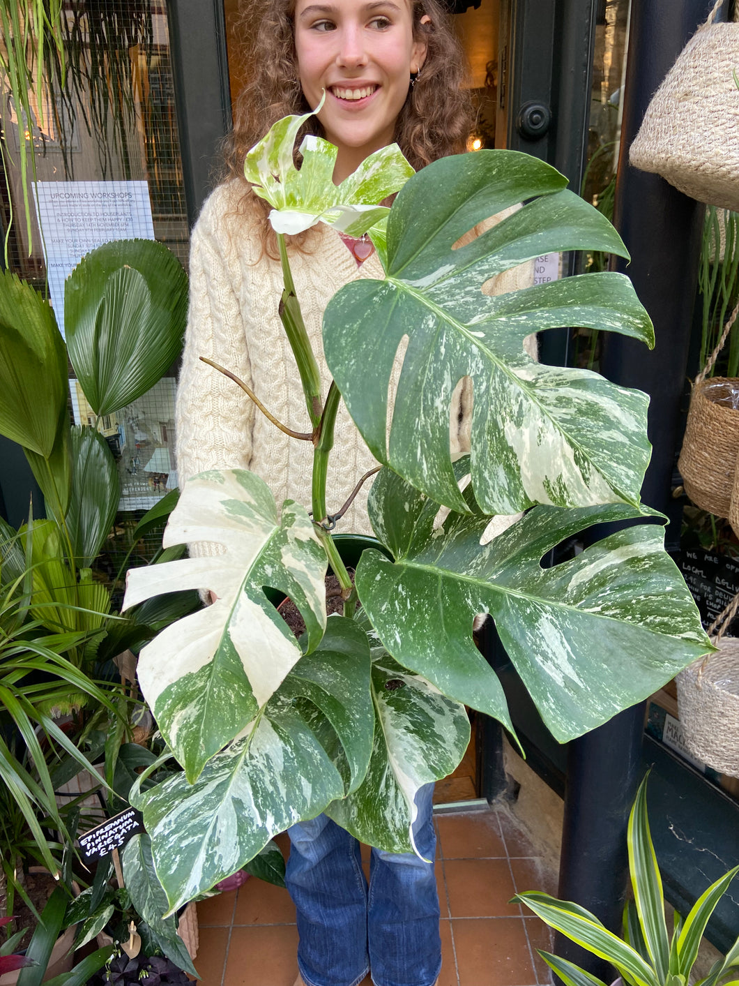 Monstera deliciosa Variegata - Variegated Cheese Plant