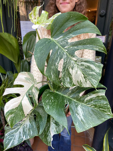 Monstera deliciosa Variegata - Variegated Cheese Plant