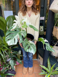 Monstera deliciosa Variegata - Variegated Cheese Plant