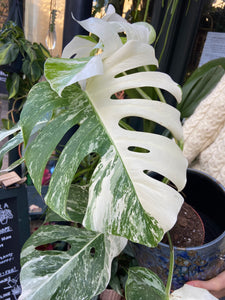 Monstera deliciosa Variegata - Variegated Cheese Plant