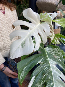 Monstera deliciosa Variegata - Variegated Cheese Plant