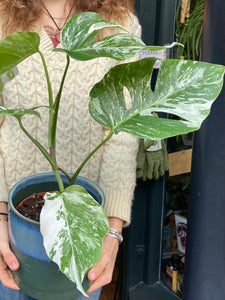 Monstera deliciosa Variegata - Variegated Cheese Plant