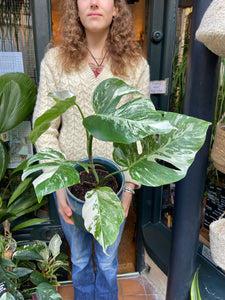 Monstera deliciosa Variegata - Variegated Cheese Plant