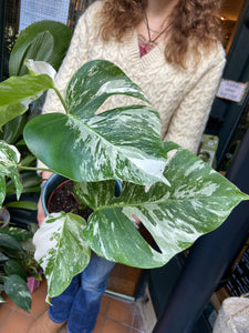 Monstera deliciosa Variegata - Variegated Cheese Plant