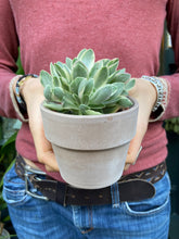 Load image into Gallery viewer, Crassula swaziensis Money Maker Variegata - Variegated Money Plant
