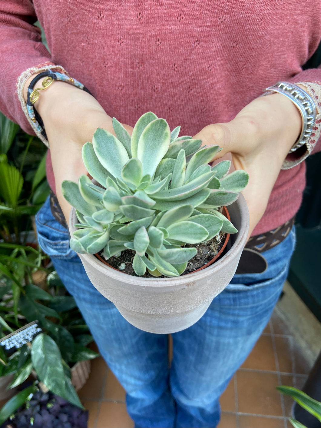 Crassula swaziensis Money Maker Variegata - Variegated Money Plant