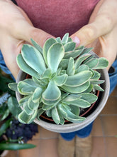 Load image into Gallery viewer, Crassula swaziensis Money Maker Variegata - Variegated Money Plant
