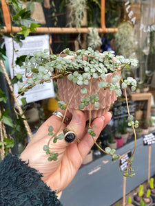 Pilea glaucophylla / Silver Sparkles