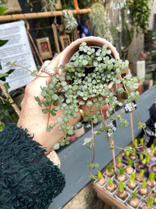 Pilea glaucophylla / Silver Sparkles