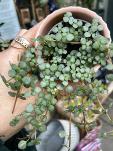 Pilea glaucophylla / Silver Sparkles