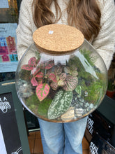 Load image into Gallery viewer, Large Low Sealed Terrarium - *Local Delivery or Local Pick Up Only*
