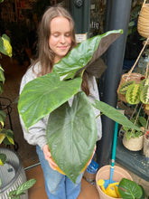 Load image into Gallery viewer, Alocasia wentii - *Local Delivery or Local Pick Up Only*
