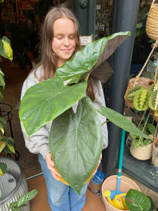 Alocasia wentii - *Local Delivery or Local Pick Up Only*