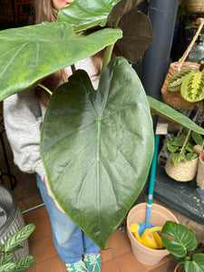 Alocasia wentii - *Local Delivery or Local Pick Up Only*