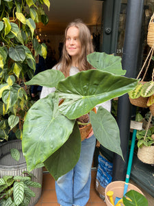 Alocasia wentii - *Local Delivery or Local Pick Up Only*