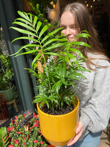 Chamaedorea elegans / Parlour Palm