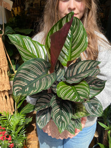 Calathea ornata Sanderiana / Pinstripe Prayer Plant