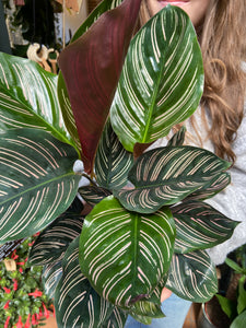 Calathea ornata Sanderiana / Pinstripe Prayer Plant