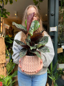 Calathea ornata Sanderiana / Pinstripe Prayer Plant