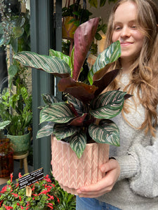 Calathea ornata Sanderiana / Pinstripe Prayer Plant