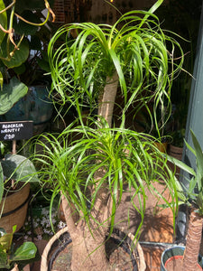 Beaucarnea recurvata Pony Tail Palm - *Local Delivery or Local Pick Up Only*