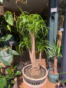 Beaucarnea recurvata Pony Tail Palm - *Local Delivery or Local Pick Up Only*