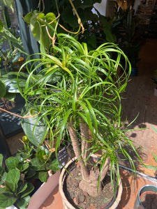 Beaucarnea recurvata Pony Tail Palm - *Local Delivery or Local Pick Up Only*