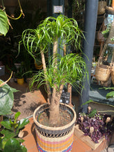 Load image into Gallery viewer, Beaucarnea recurvata Pony Tail Palm - *Local Delivery or Local Pick Up Only*
