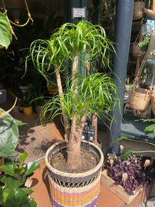 Beaucarnea recurvata Pony Tail Palm - *Local Delivery or Local Pick Up Only*