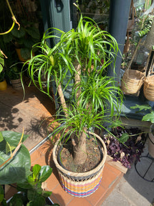 Beaucarnea recurvata Pony Tail Palm - *Local Delivery or Local Pick Up Only*