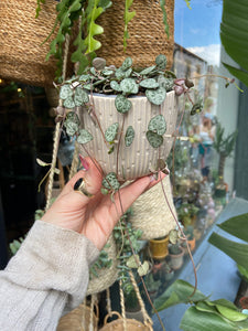 Ceropegia woodii 9cm Pot - String of Hearts