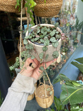Load image into Gallery viewer, Ceropegia woodii 9cm Pot - String of Hearts
