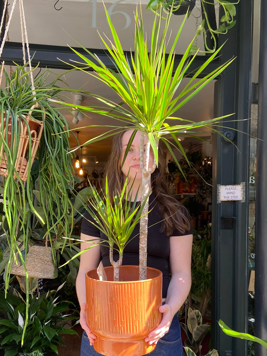 Dracaena marginata - *Local Delivery or Local Pick Up Only*