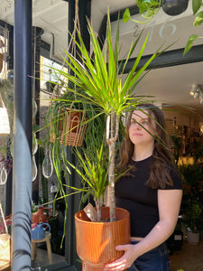 Dracaena marginata - *Local Delivery or Local Pick Up Only*