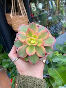 Aeonium tricolor - Tree House Leek