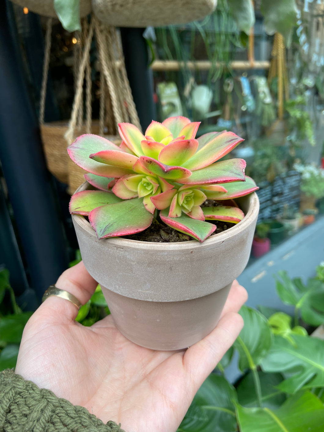 Aeonium tricolor - Tree House Leek