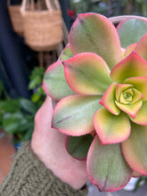 Load image into Gallery viewer, Aeonium tricolor - Tree House Leek
