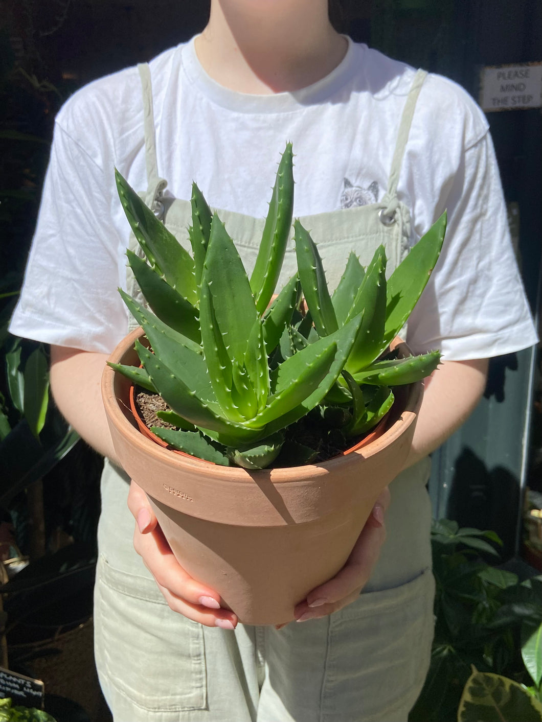 Aloe perfoliata - Rubble Aloe