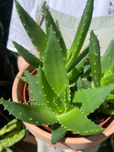 Aloe perfoliata - Rubble Aloe