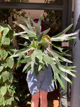 Load image into Gallery viewer, Platycerium bifurcatum / Staghorn Fern - *Local Delivery or Local Pick Up Only*
