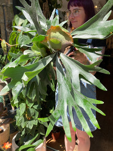 Platycerium bifurcatum / Staghorn Fern - *Local Delivery or Local Pick Up Only*